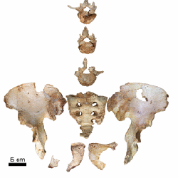 Fósiles preneandertales